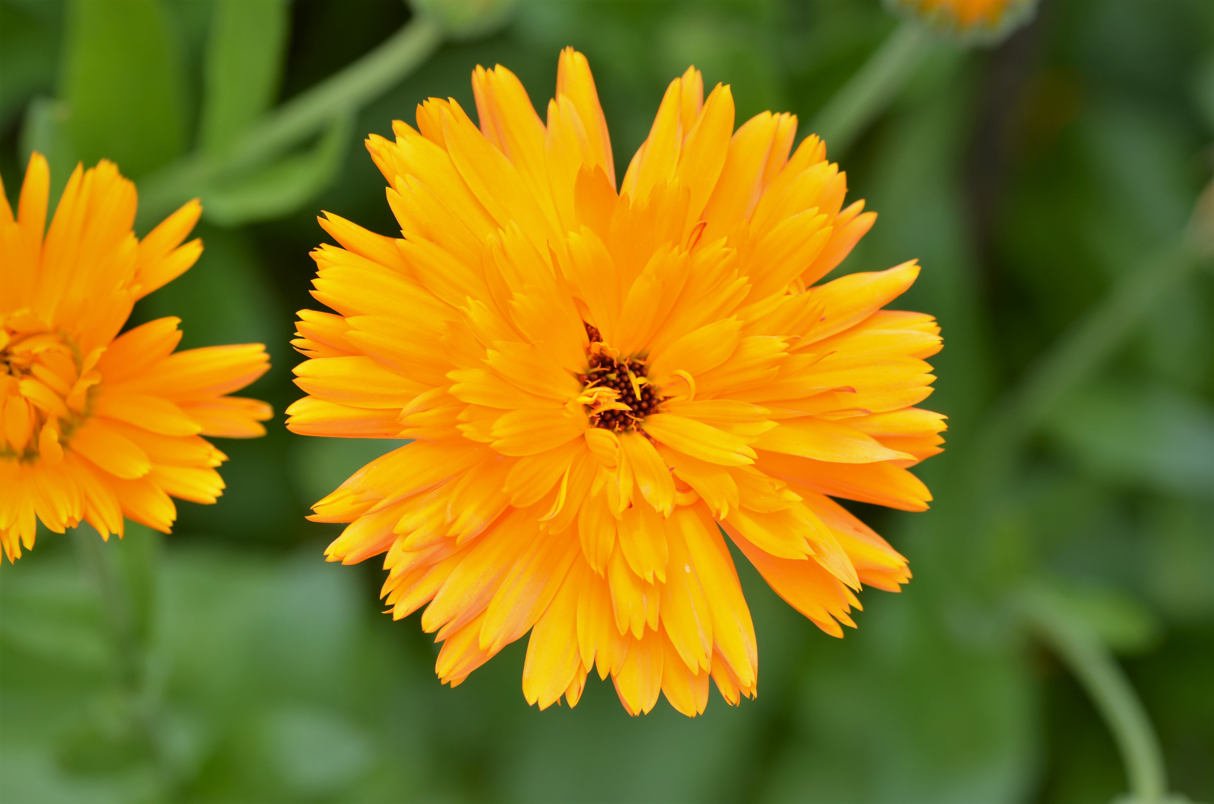 Calendula officinalis 금잔화 꽃, Buendia22 촬영 2018년 6월 20일 자료사진이며 현재 양평 개화 현장이 아님