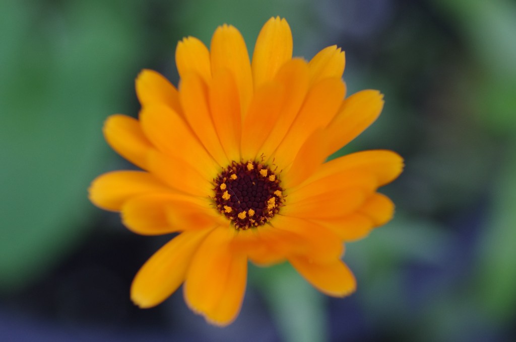 주황빛 금잔화 꽃 Calendula officinalis, Lodchjo 촬영 2014년 9월 2일 자료사진이며 몽실면당 현장사진이 아님