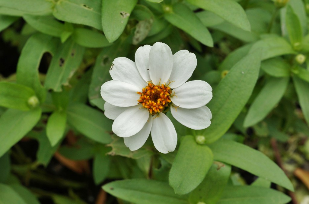 흰 꽃잎과 노란 중심의 백일홍(Zinnia elegans); Prenn이 2012년 10월 14일 촬영한 해외 자료 사진, 오늘 양평 현장 사진이 아님