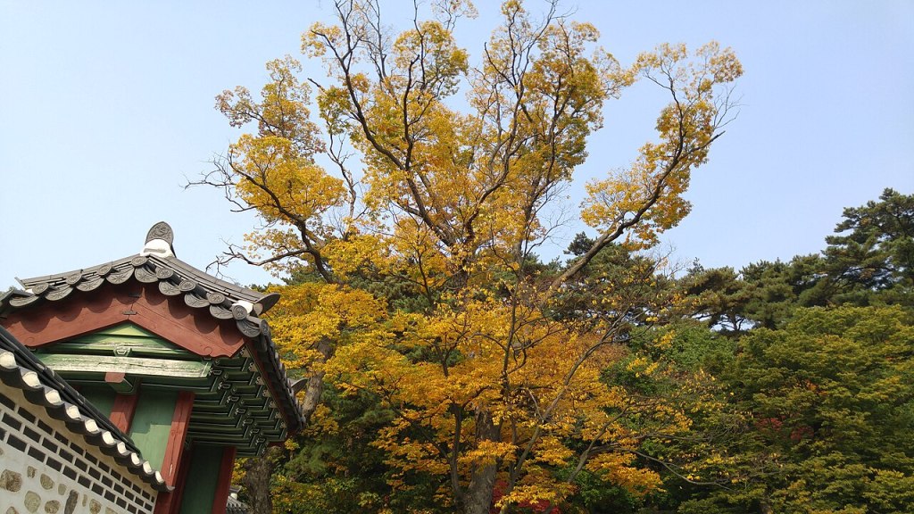 노랗게 물든 나무 사이로 보이는 남한산성 행궁의 가을 전경