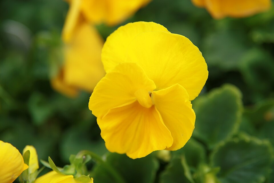 노란 팬지 Clear Sky Yellow, David J. Stang 촬영 2006-10-12 미국 메릴랜드 자료사진이며 양평의 현재 개화 현장사진이 아님