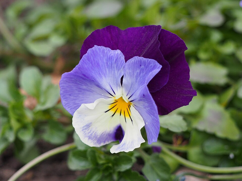 팬지 Volante Purple Face의 꽃잎과 중심 무늬, Agnieszka Kwiecień, Nova 촬영 2018-04-15 폴란드 브로츠와프대 식물원 자료사진이며 오늘의 개화 현장사진이 아님