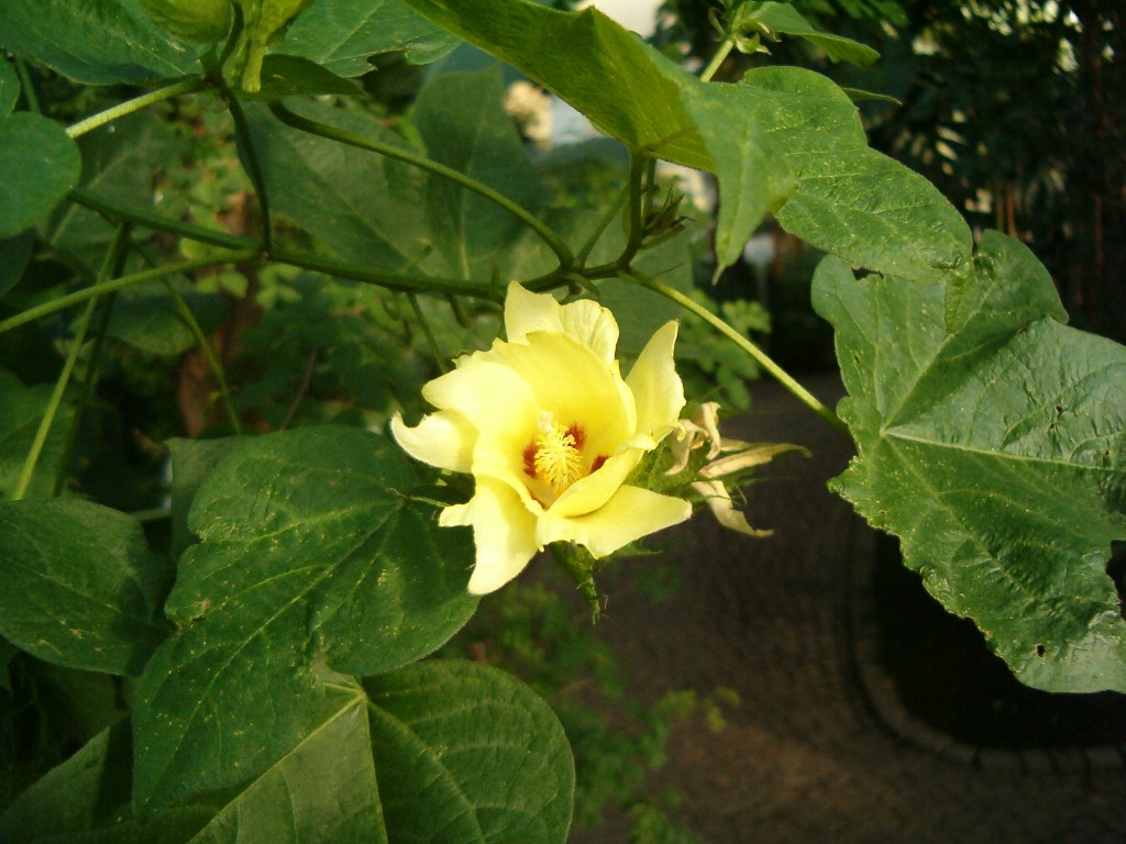 다섯 꽃잎의 노란 목화 꽃과 갈라진 녹색 잎, 2005년 베를린 식물원 자료 사진