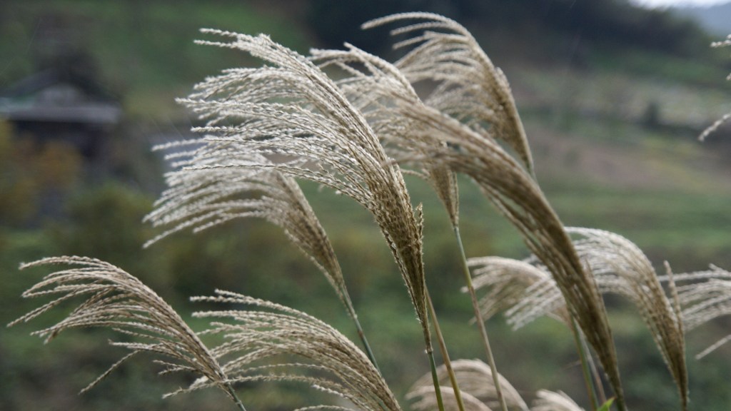 일본 나라현 사쿠라이에서 촬영한 억새 꽃이삭. 2006년 12월 2일 자료 사진, 663highland, CC BY 2.5.