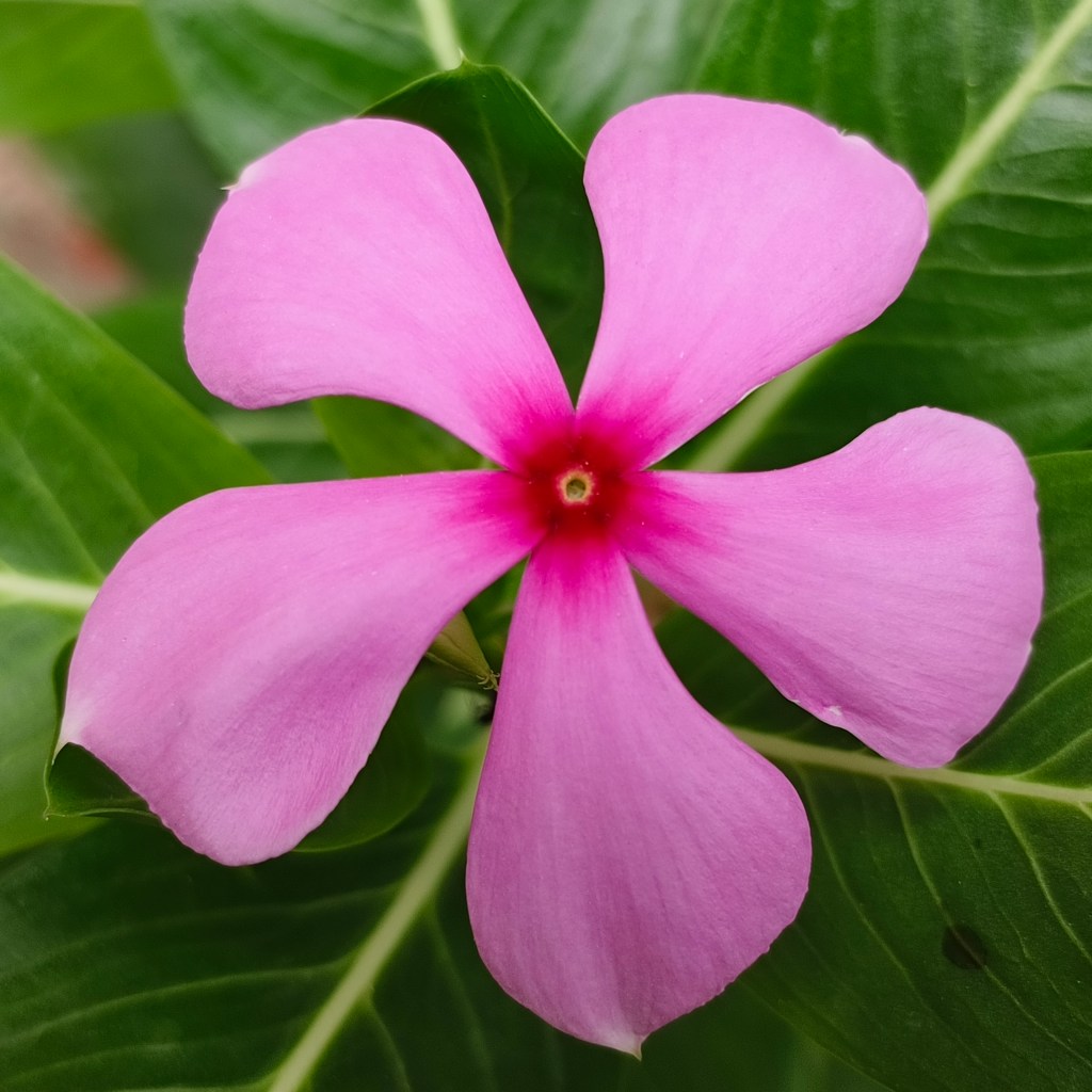 분홍빛 일일초 Catharanthus roseus의 다섯 꽃잎과 짙은 중심부. AbhinavAnkur 촬영 2025년 9월 6일 자료사진이며 몽실면당이나 2026년 양평 현장 사진이 아님