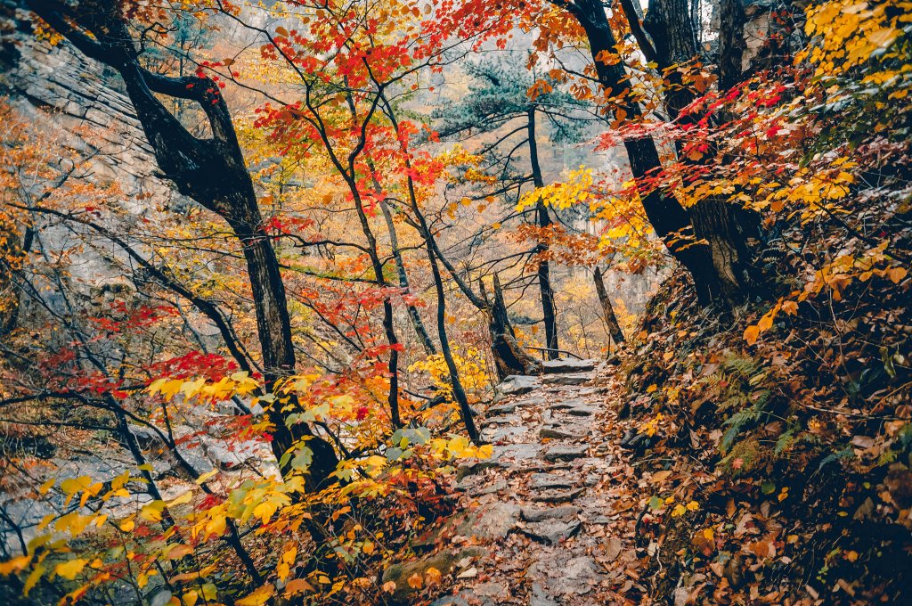 2016년 10월 설악산 국립공원의 붉고 노란 단풍 숲길